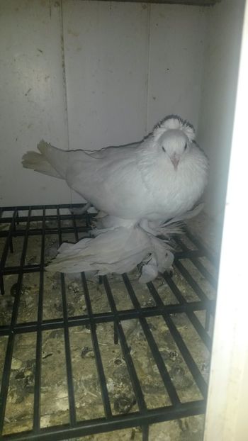  - 32-Nordcaucazieni pocnitori