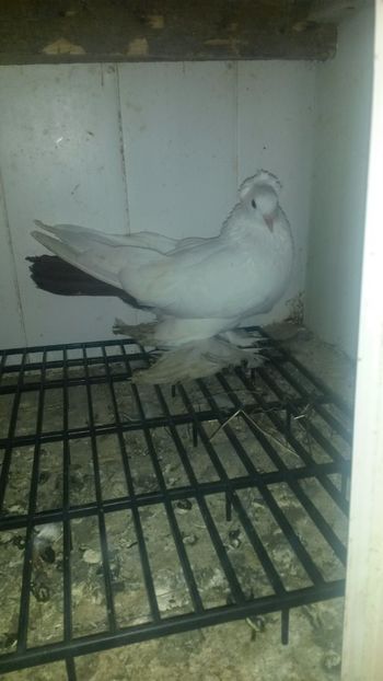 Fem 2015 - 32-Nordcaucazieni pocnitori