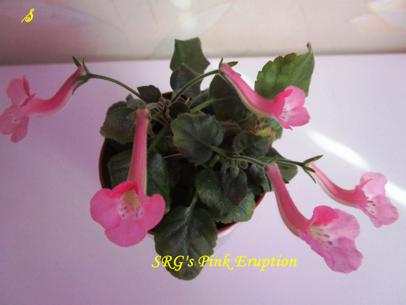 SRG s Pink Eruption (N3)(23-07-2018) - Sinningii 2018