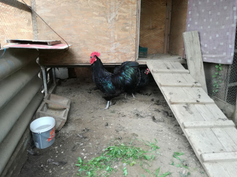  - Australorp