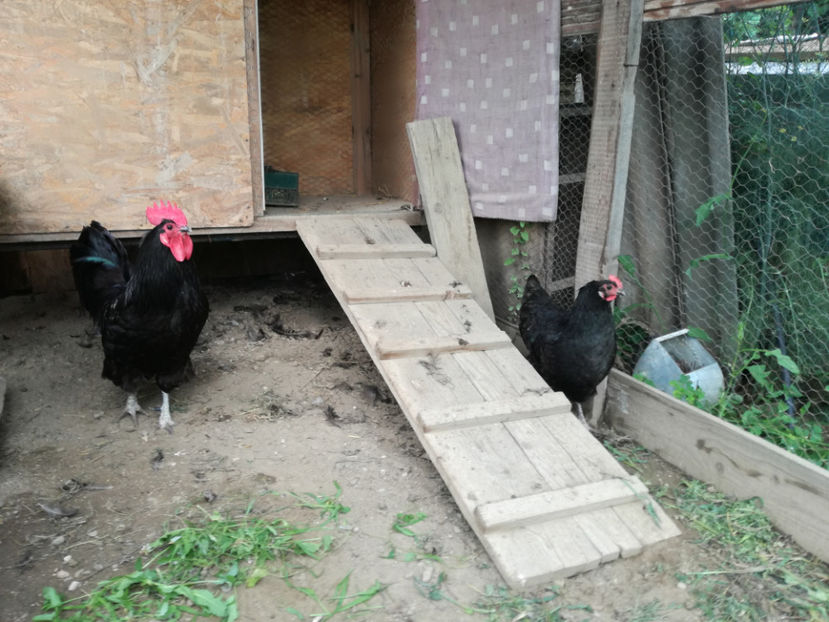  - Australorp