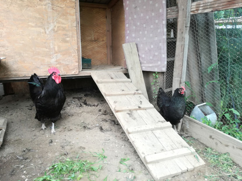  - Australorp