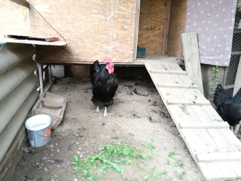  - Australorp