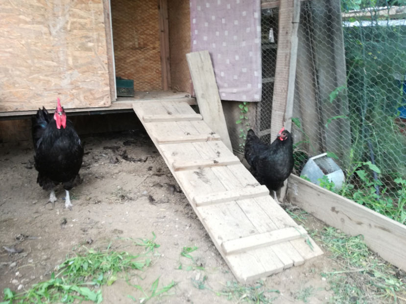  - Australorp