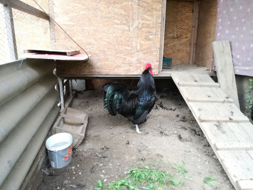  - Australorp