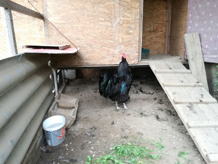  - Australorp