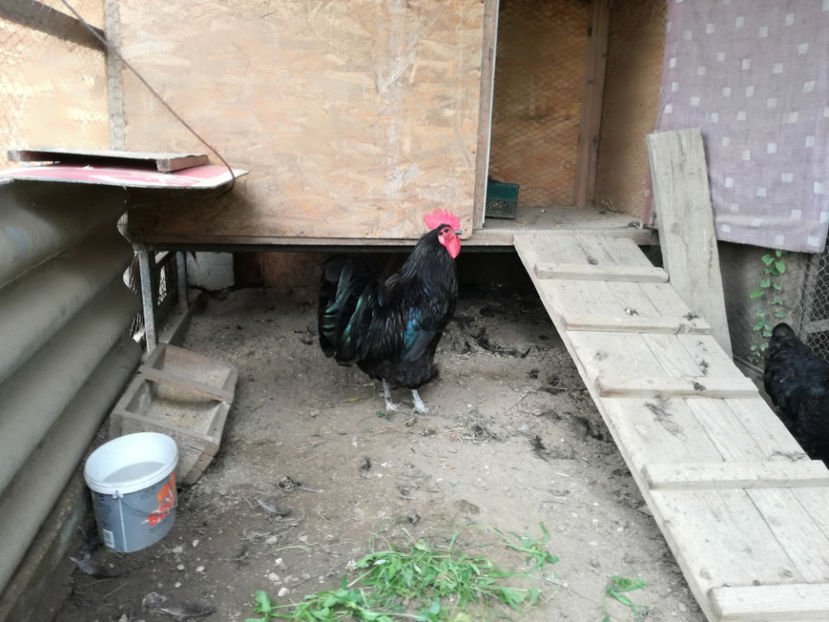  - Australorp