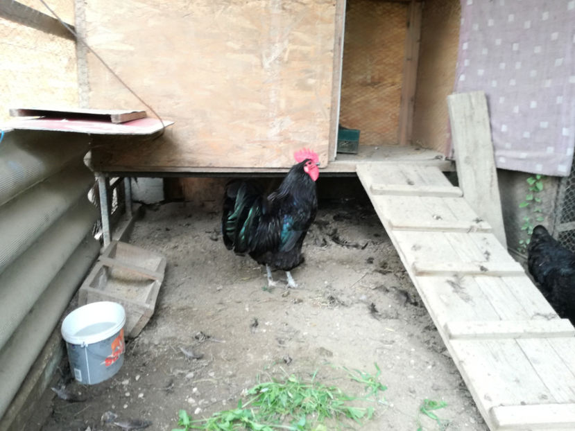  - Australorp