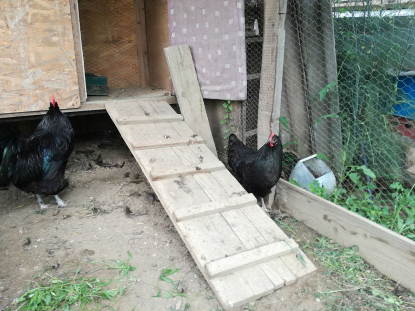  - Australorp