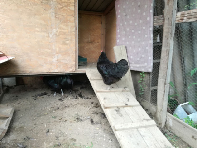  - Australorp