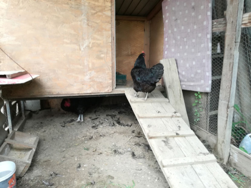  - Australorp