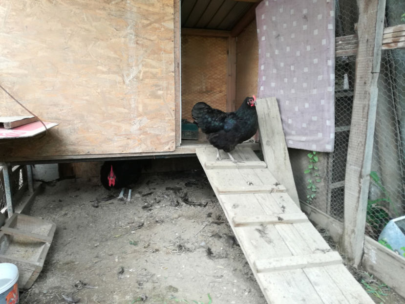  - Australorp