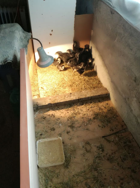  - Pui Australorp 2018