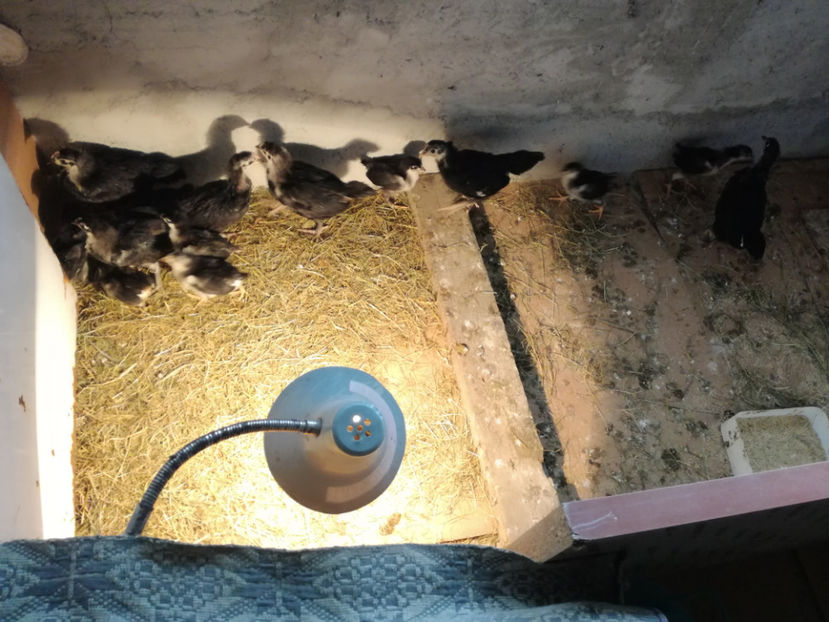  - Pui Australorp 2018