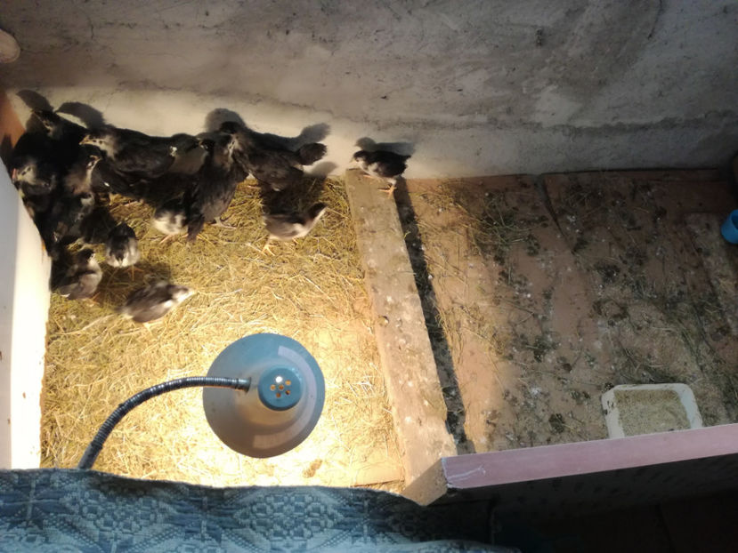  - Pui Australorp 2018