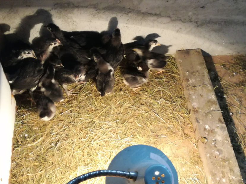  - Pui Australorp 2018