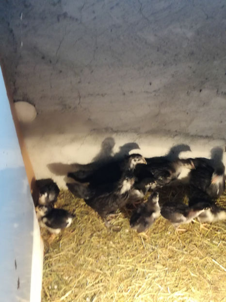  - Pui Australorp 2018