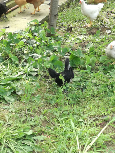  - Pui Australorp 2018