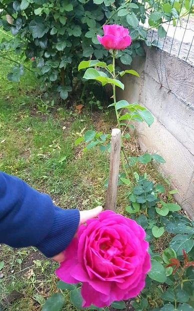 Othello-urcator - 1 Nou Trandafiri 2024