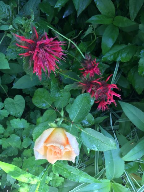 36B89BE3-E3F2-45AC-92A7-FAF4AFB79361 - Trandafiri 2018 III