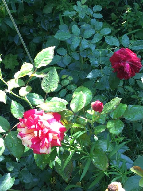 16B5D79F-F56B-48D1-8D22-3EBE4C35E8D6 - Trandafiri 2018 III