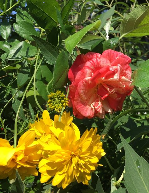 philatelie - Trandafiri 2018 III