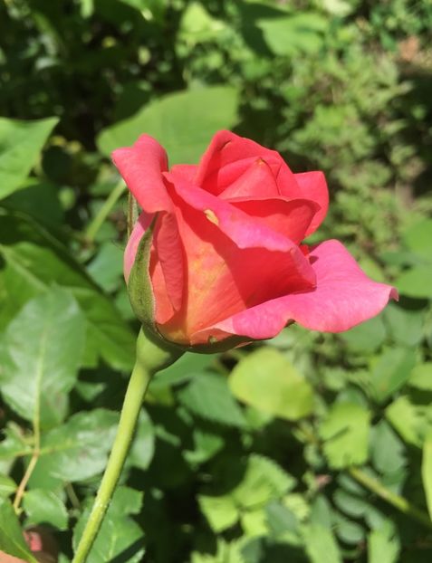 0B3AA97C-AD8C-4454-BC51-39B534294ED8 - Trandafiri 2018 III