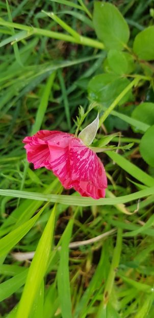 902499BC-5F95-408E-8679-85B76E0DFBD8 - Trandafiri la balta