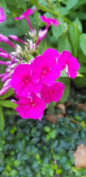 AD881E10-2F86-4E23-AAE9-FF6CCD3FF911 - Flox 2018