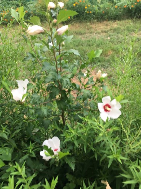 D4CBD69F-457D-4A65-BC7F-F89068AD370A - Flori la balta 2018