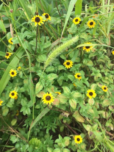 27E07E73-91CA-4140-B5DD-F4F2BCF621E2 - Flori la balta 2018