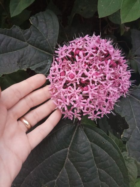 Clerodendrum bungei - de vânzare acum