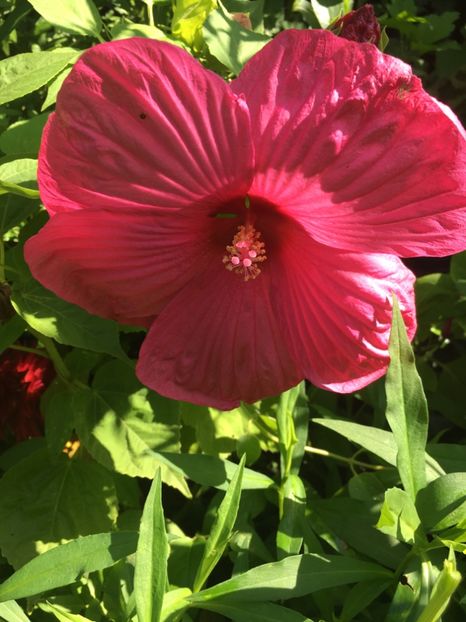 CD0BCBA1-EC81-4BF4-AB22-6A29A0684118 - Hibiscus moscheutus