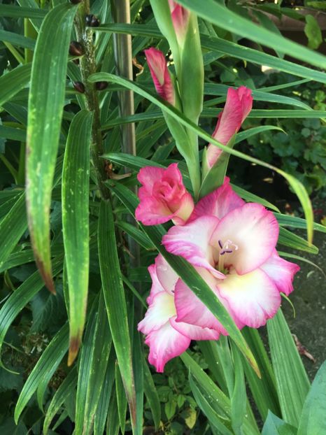 9B51930E-90FC-4560-833D-524FEA24A65F - Gladiole 2018