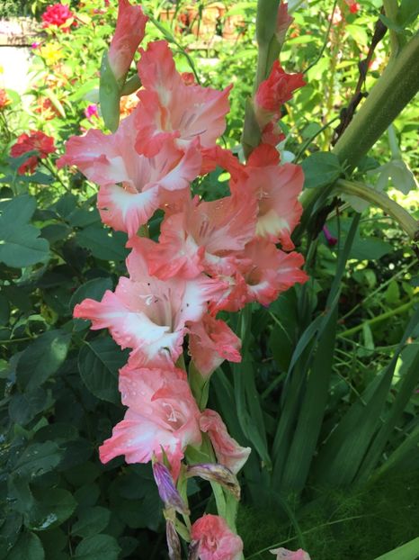 EEB8C8B2-D6E2-4576-9404-0301743B167E - Gladiole 2018