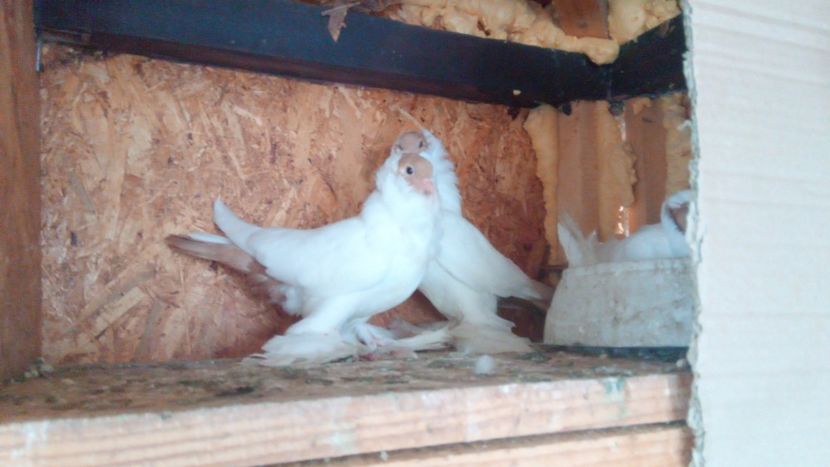 IMG-20180722-WA0012 - cap de maur