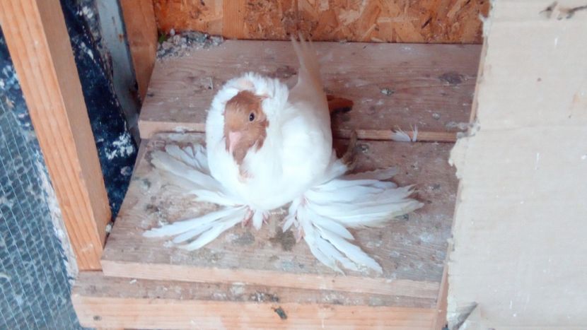 IMG-20180722-WA0006 - cap de maur