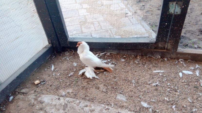 IMG-20180722-WA0008 - cap de maur