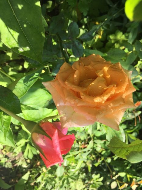 F97698F1-F4C9-4EE5-AA30-58603ED71EBD - Trandafiri 2018 III