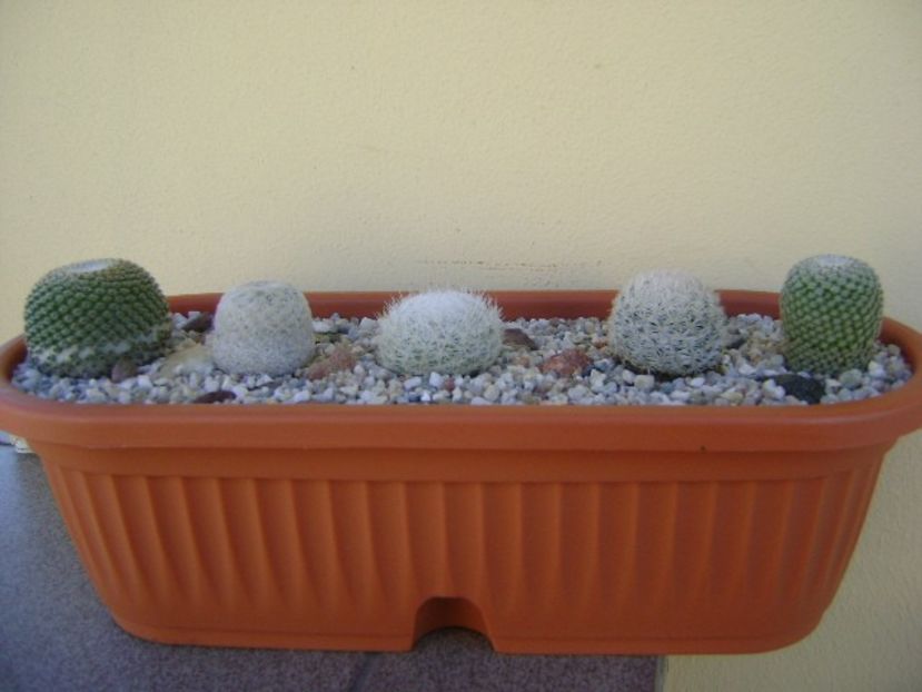 Grup de 5 Mammillaria - Cactusi 2018 bis bis
