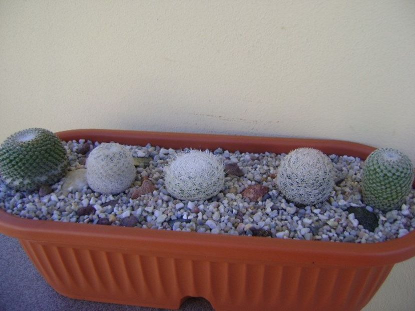 Grup de 5 Mammillaria - Cactusi 2018 bis bis