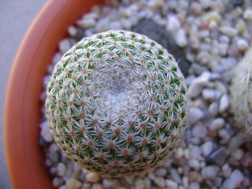 Mammillaria crucigera - Cactusi 2018 bis bis