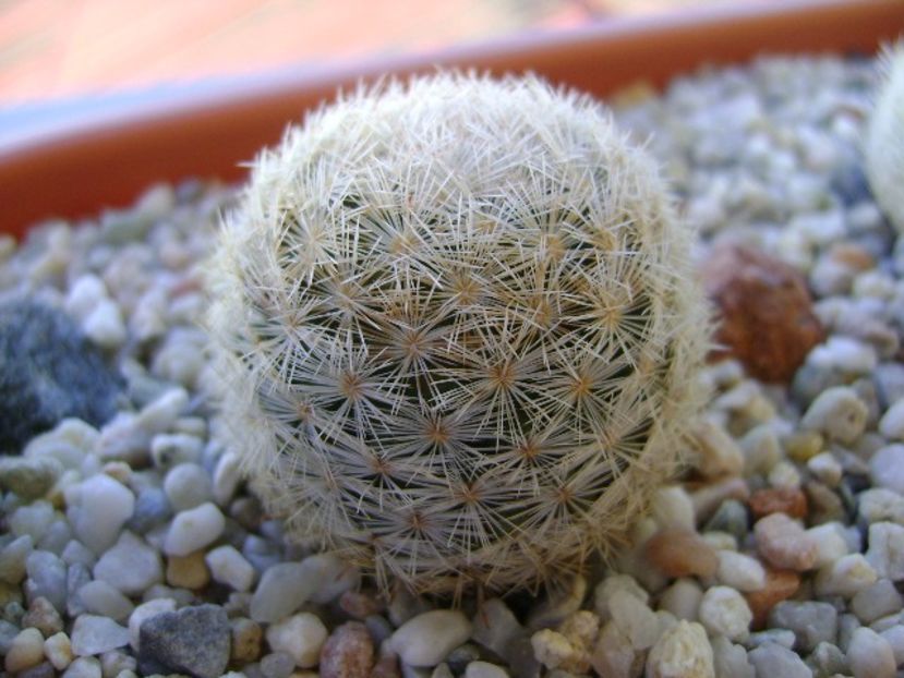 Mammillaria gasseriana, SB1164 Rodeo, Durango - Cactusi 2018 bis bis