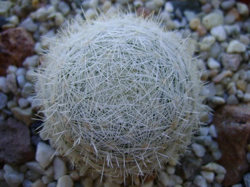 Mammillaria humboldtii - Cactusi 2018 bis bis