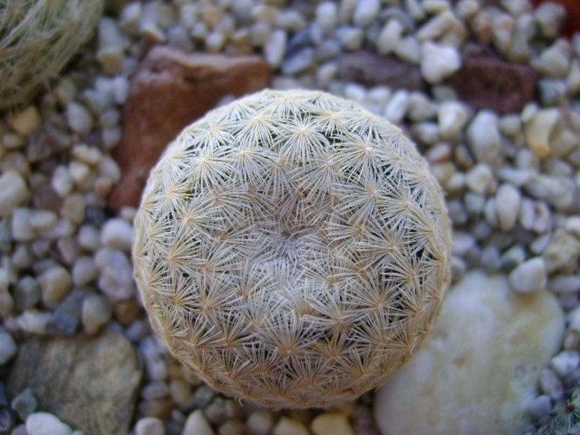 Mammillaria egregia - Cactusi 2018 bis bis
