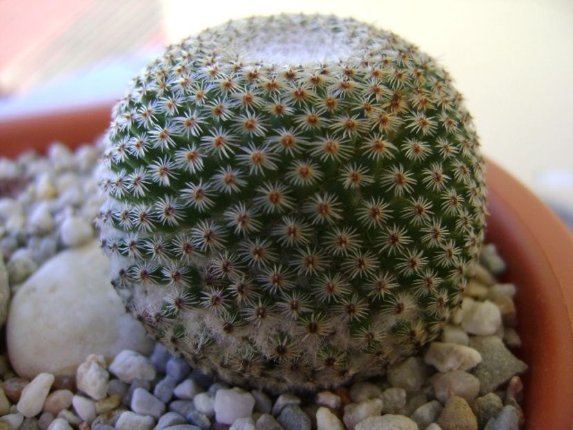 Mammillaria tlalocii - Cactusi 2018 bis bis
