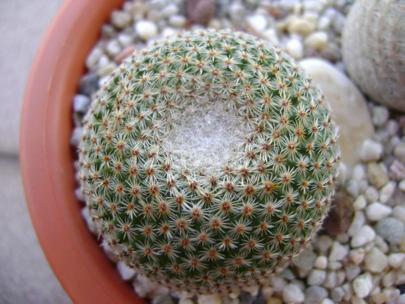 Mammillaria tlalocii - Cactusi 2018 bis bis