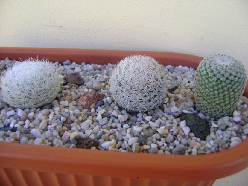 Grup de 5 Mammillaria - Cactusi 2018 bis bis
