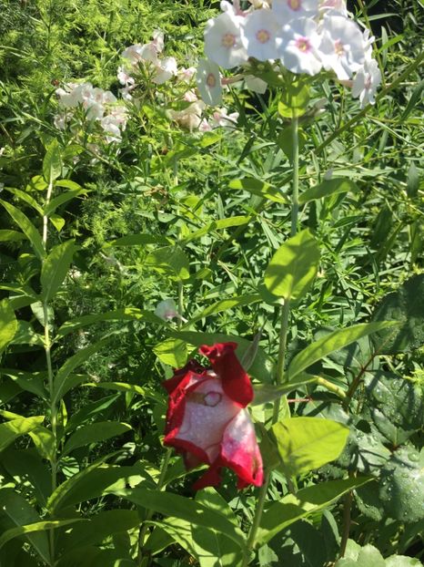 669566C3-3CF0-4299-ADEB-1FBA36B82508 - Trandafiri 2018 III