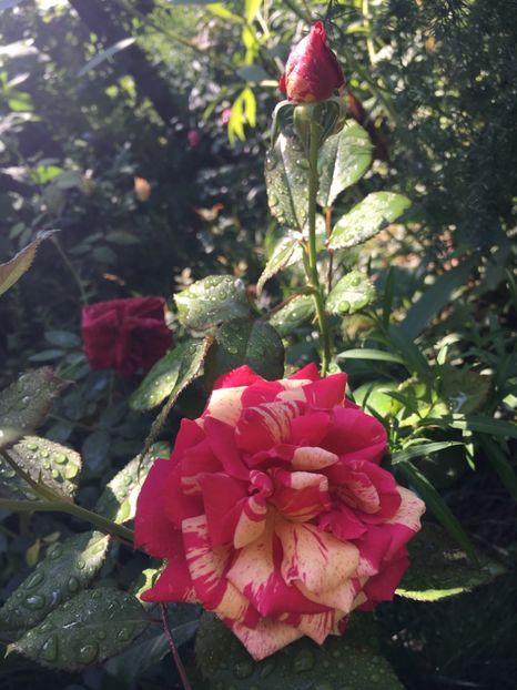 B34E1623-A82F-4C62-8C0E-0F6496E0A6EB - Trandafiri 2018 III